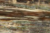 Free-Standing Polished Petrified Wood - Hampton Butte #308283-1